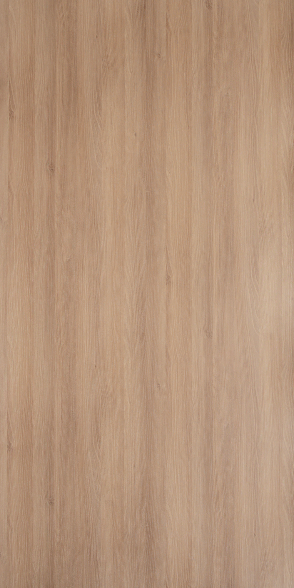 Ashen Oak - SF 1678