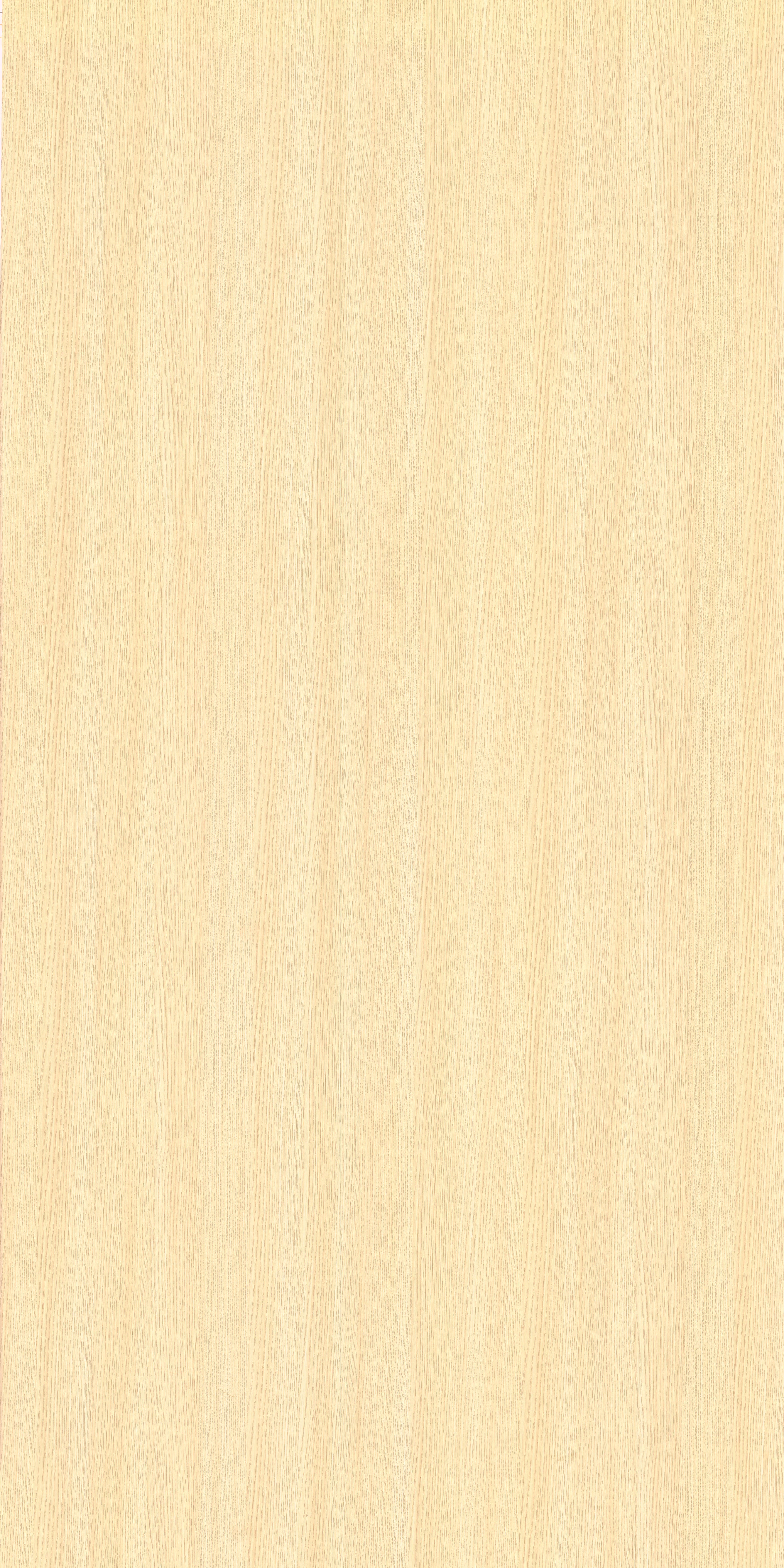American Ash - GR 94067