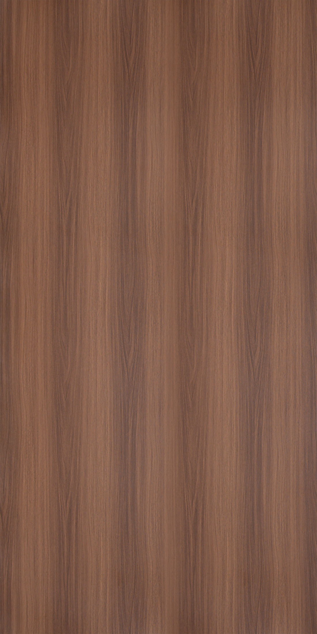 Magas Walnut - SF 619