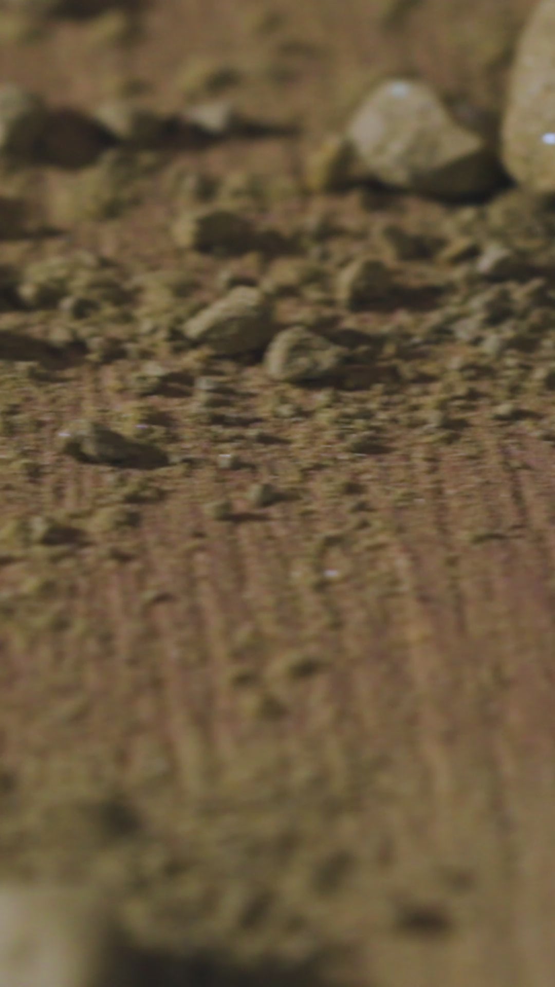 Savana Oak - BS 71619